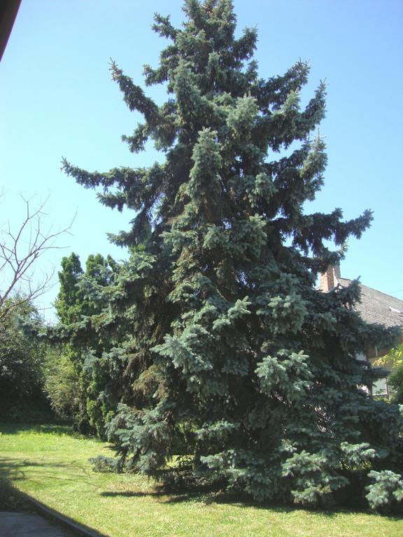 Gyongyvirag Vendeghaz Διαμέρισμα Balatonboglár Εξωτερικό φωτογραφία